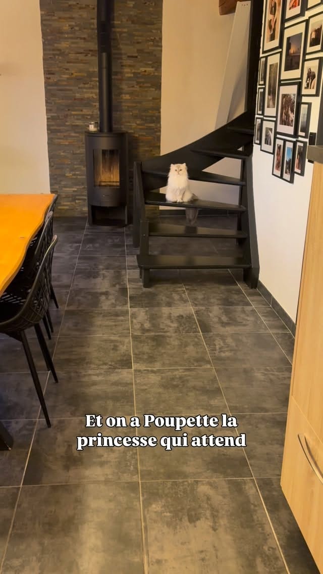 Post 4 by La chatterie des Pompons D’or on Instagram (video)
