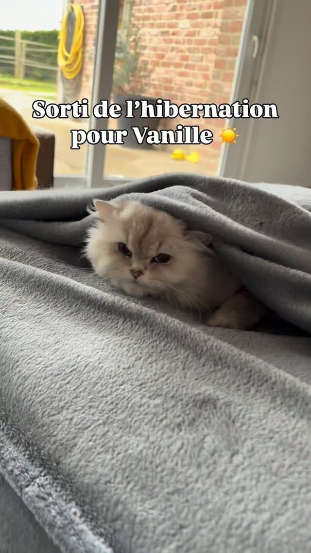 Post 7 by La chatterie des Pompons D’or on Instagram (video)