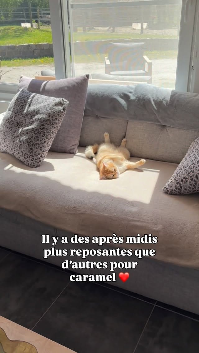 Post 9 by La chatterie des Pompons D’or on Instagram (video)