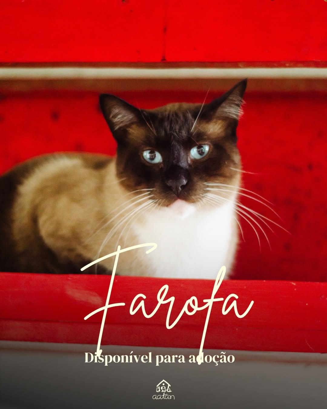 Post 2 by AATAN Sorocaba on Instagram (carousel)