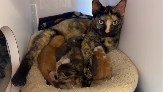 Post 10 by Tiny Paws Kitten Rescue on Instagram (video)