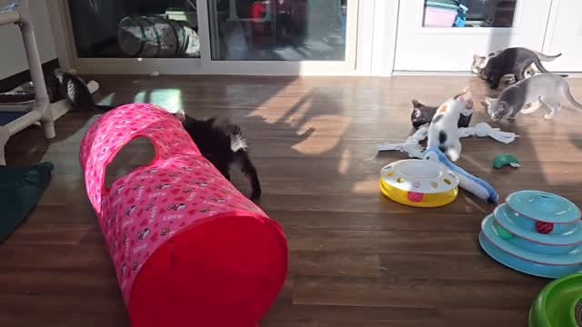 Post 1 by Tiny Paws Kitten Rescue on Instagram (video)