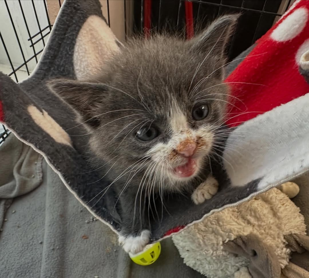 Post 5 by Tiny Paws Kitten Rescue on Instagram (carousel)