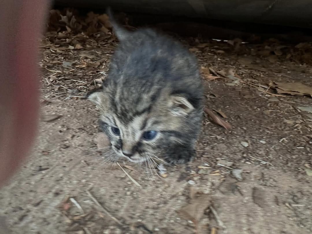 Post 8 by Tiny Paws Kitten Rescue on Instagram (carousel)