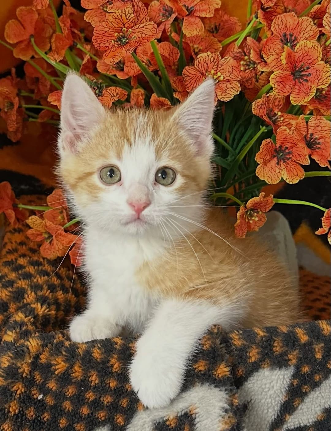Post 7 by Tiny Paws Kitten Rescue on Instagram (carousel)