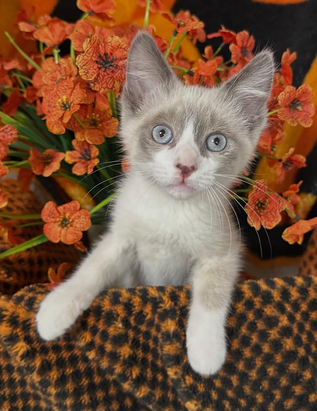Post 2 by Tiny Paws Kitten Rescue on Instagram (carousel)