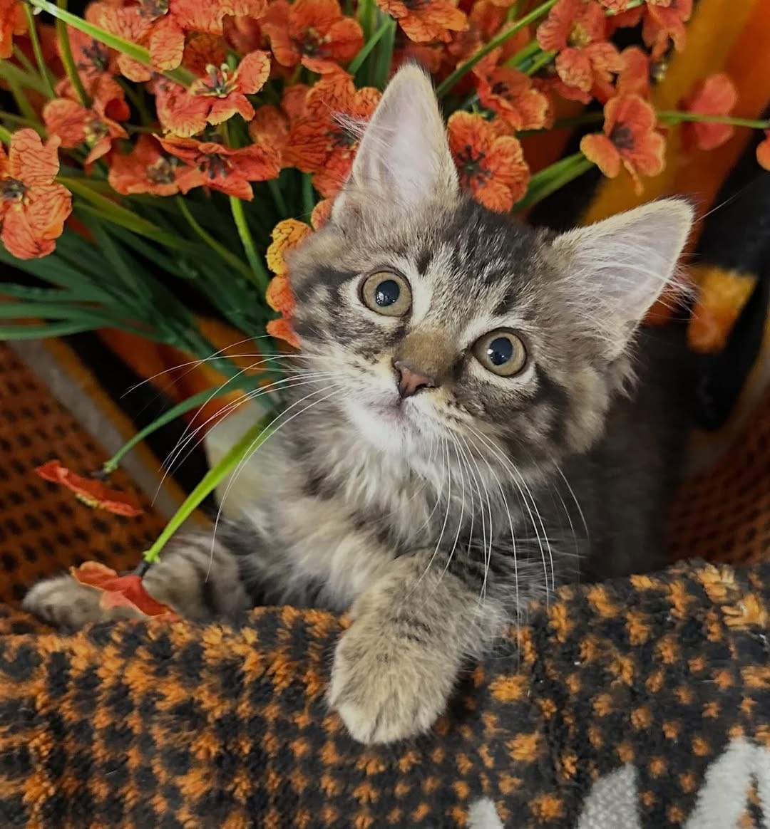 Post 4 by Tiny Paws Kitten Rescue on Instagram (carousel)