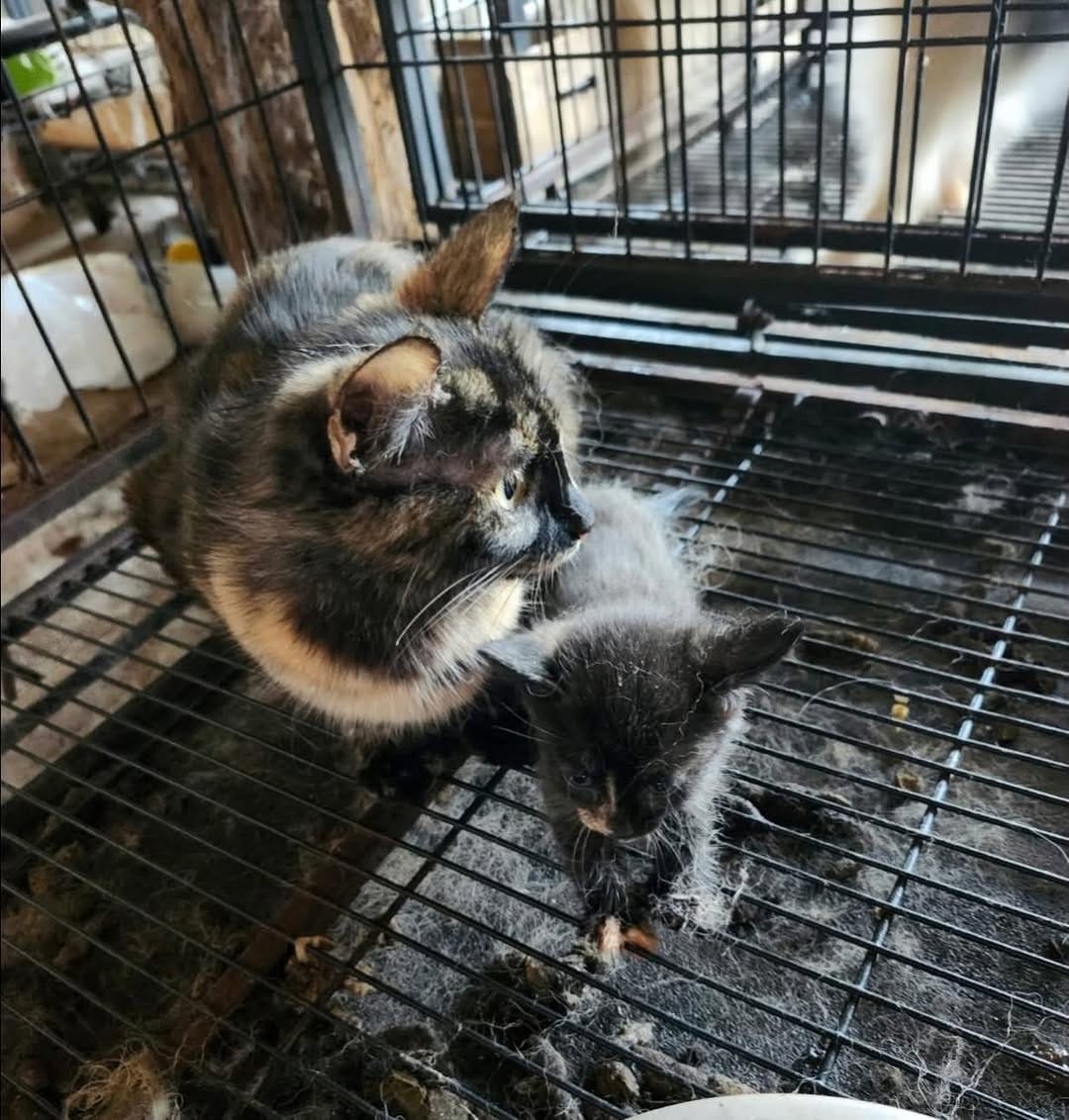 Post 3 by Tiny Paws Kitten Rescue on Instagram (image)