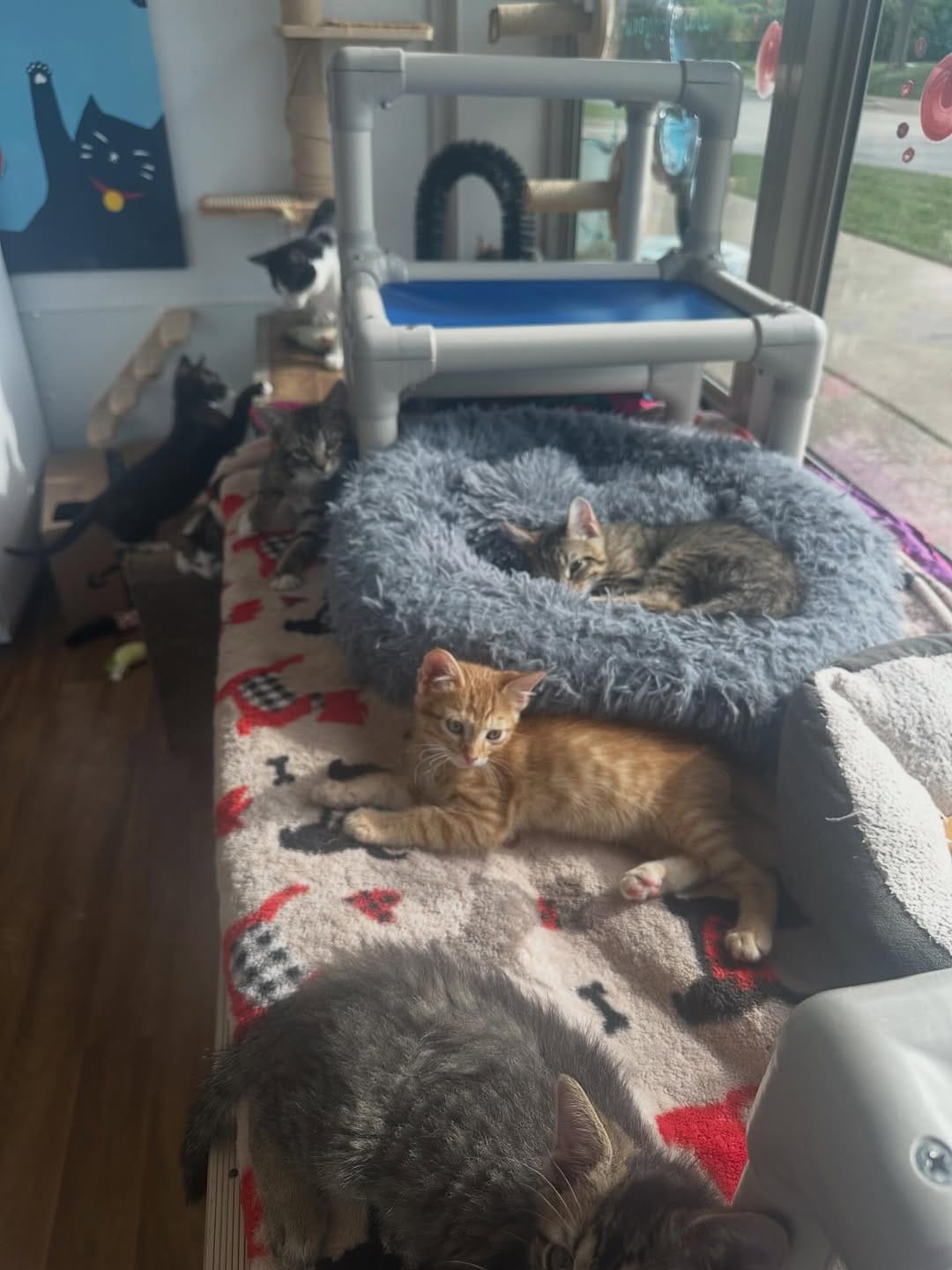 Post 6 by Tiny Paws Kitten Rescue on Instagram (image)