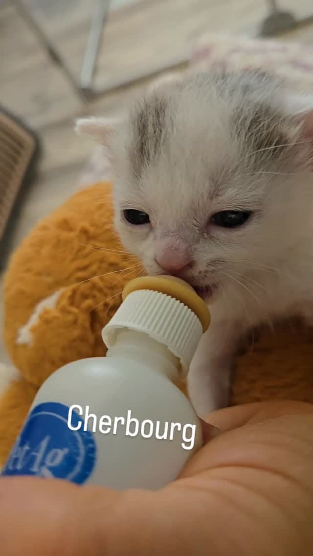 Post 9 by The Kitten Agent on Instagram (video)