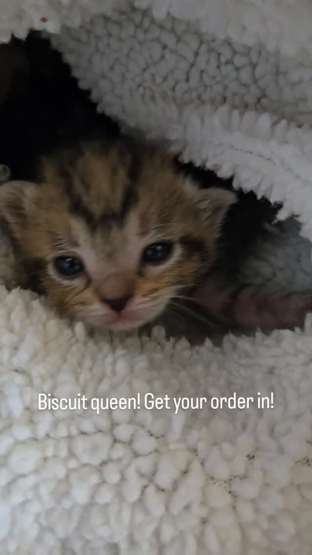 Post 10 by The Kitten Agent on Instagram (video)
