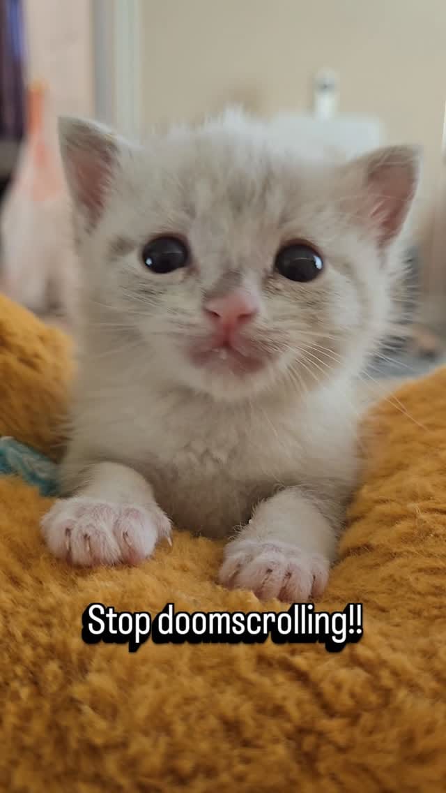 Post 5 by The Kitten Agent on Instagram (video)