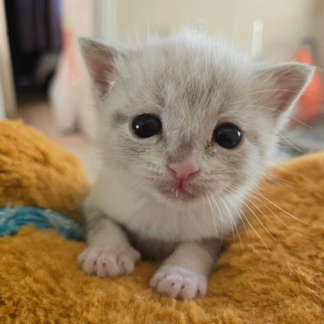 Post 2 by The Kitten Agent on Instagram (carousel)