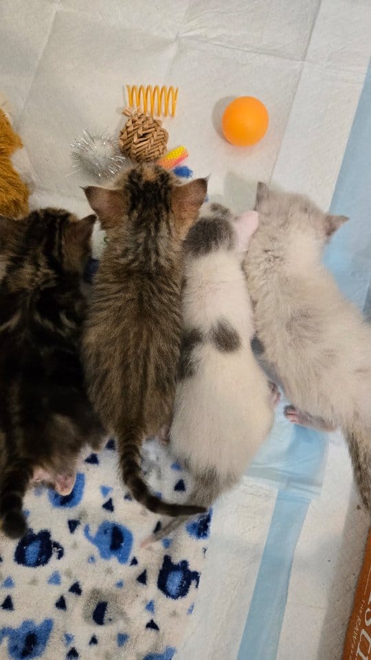 Post 7 by The Kitten Agent on Instagram (video)