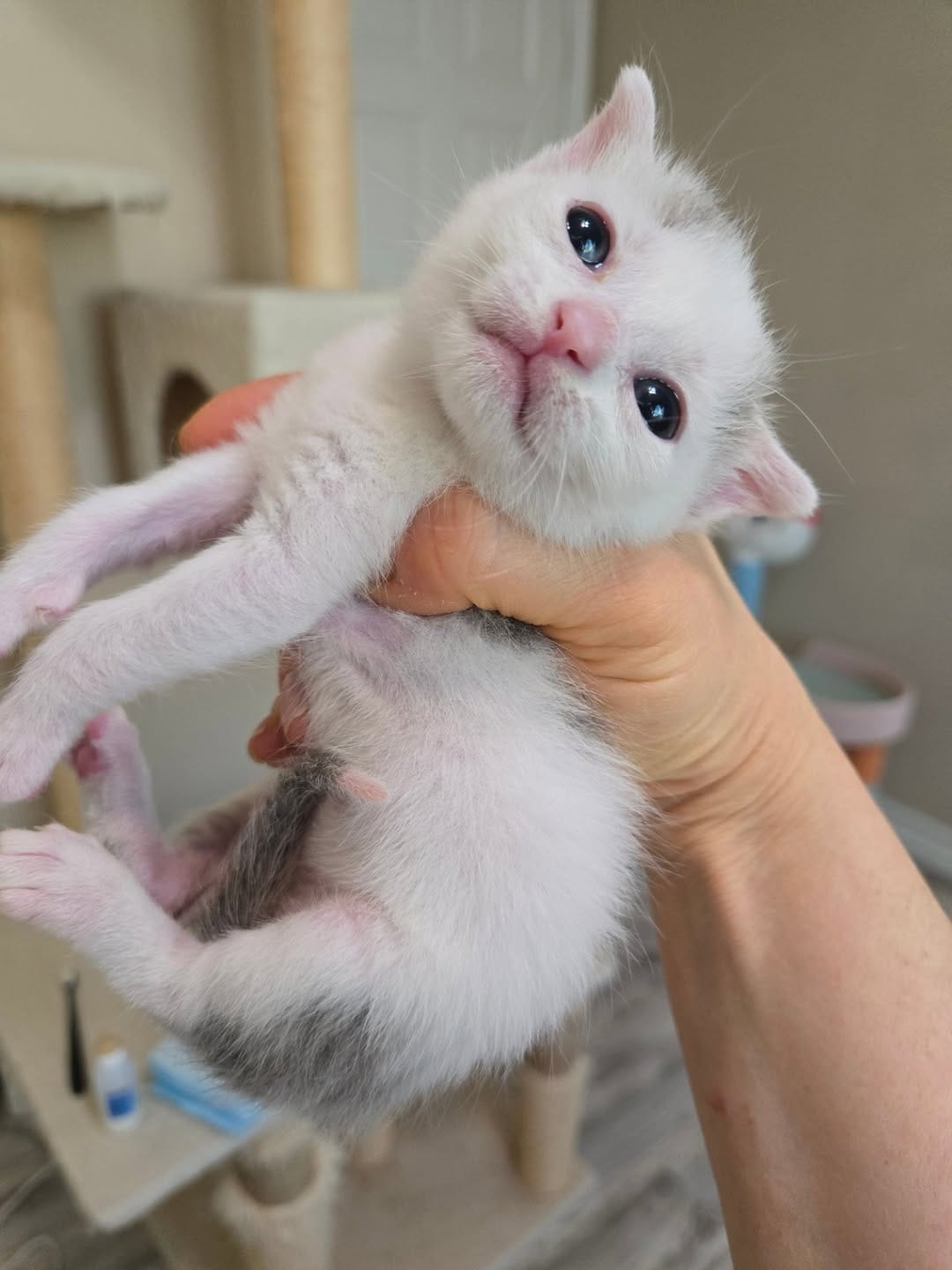 Post 6 by The Kitten Agent on Instagram (carousel)