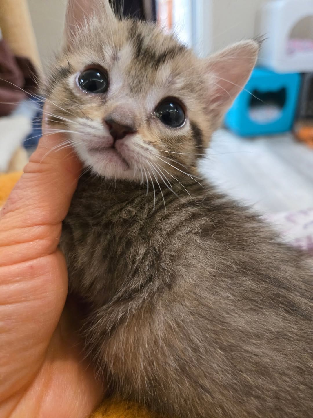 Post 4 by The Kitten Agent on Instagram (image)