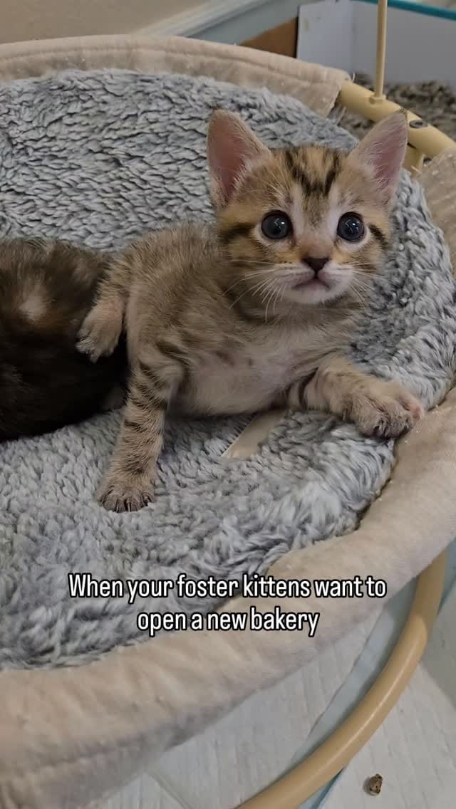 Post 1 by The Kitten Agent on Instagram (video)