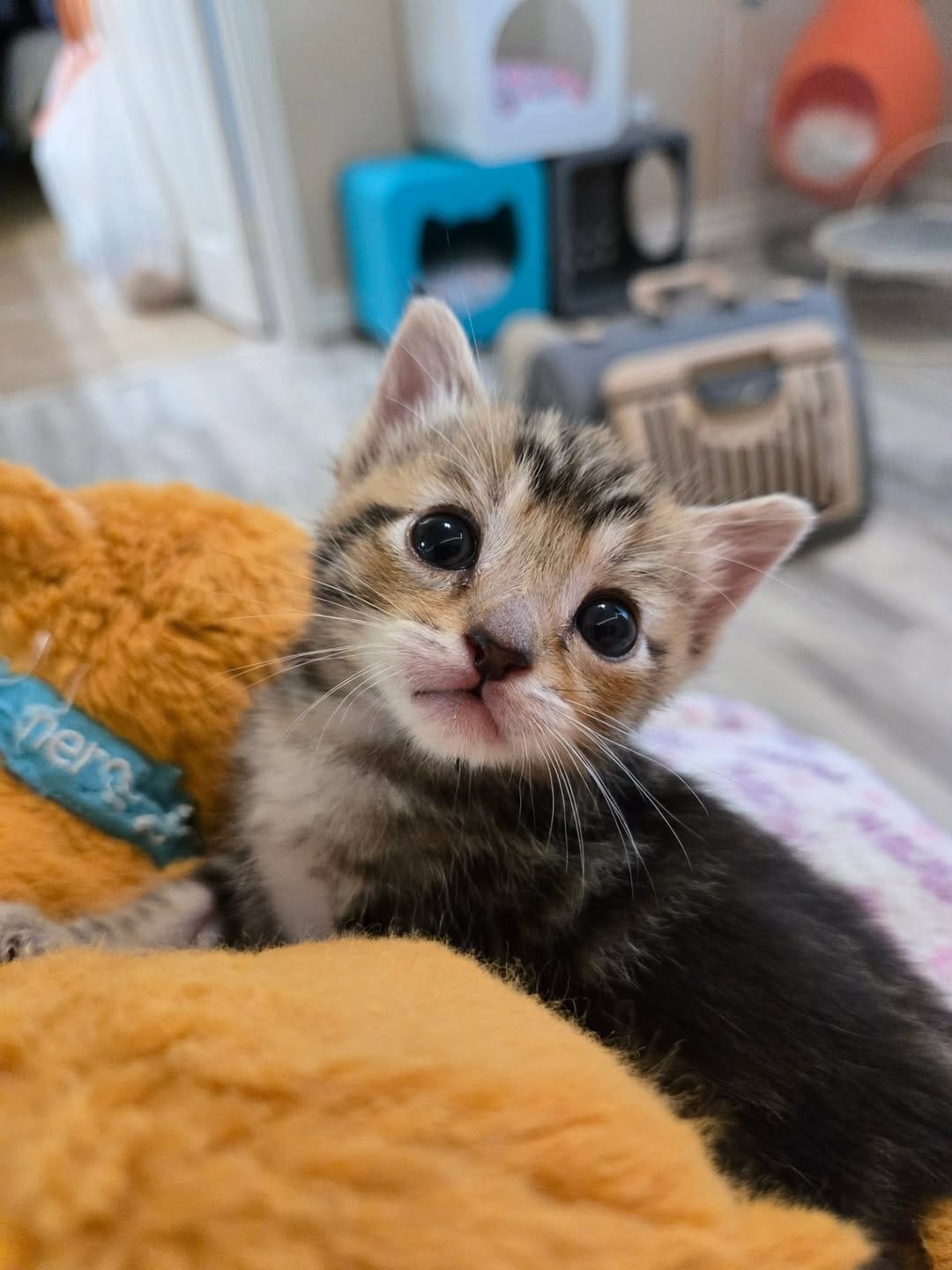 Post 3 by The Kitten Agent on Instagram (carousel)