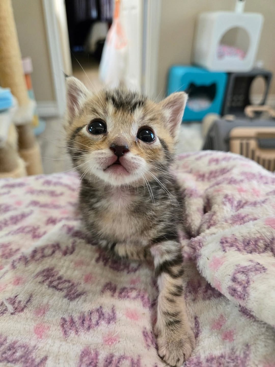 Post 8 by The Kitten Agent on Instagram (carousel)