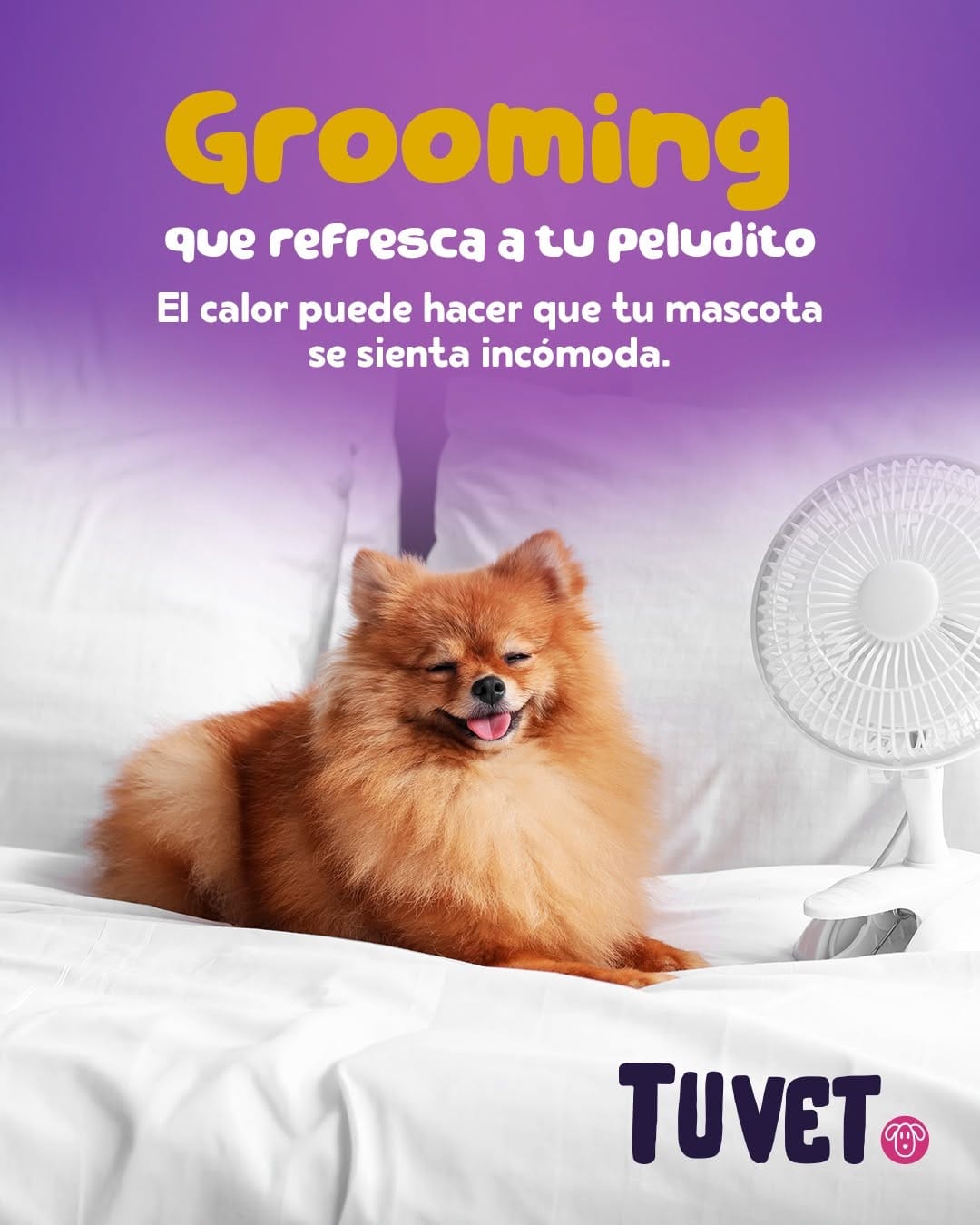 Post 2 by TuVet El Salvador on Instagram (carousel)