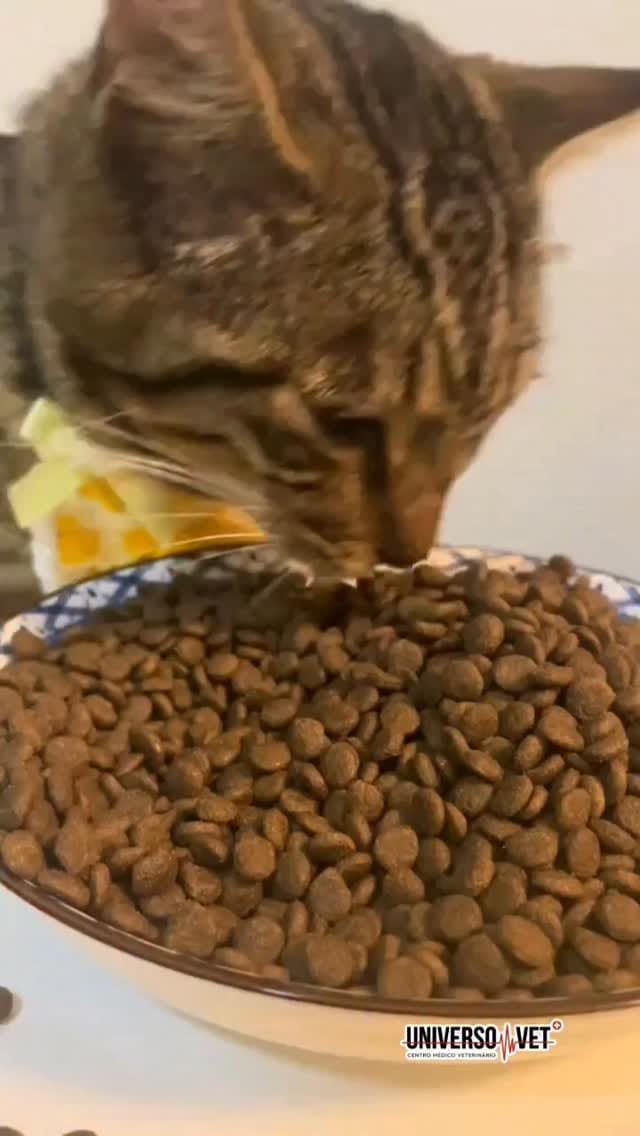 Post 3 by Universo Vet on Instagram (video)
