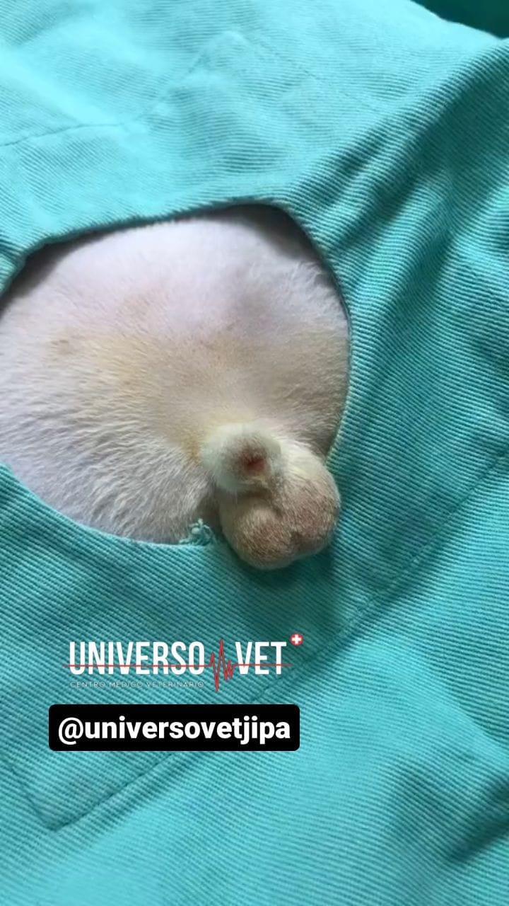 Post 10 by Universo Vet on Instagram (video)