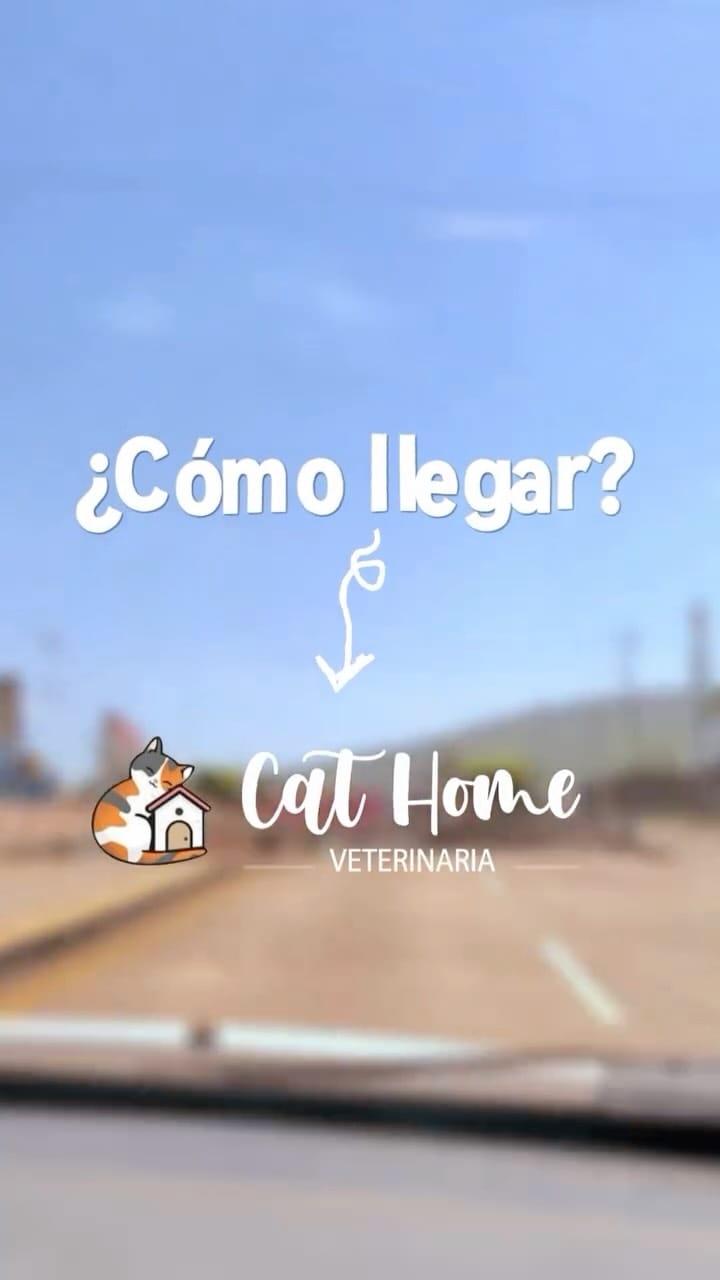 Post 10 by Clinicat Veterinaria CatHome on Instagram (video)