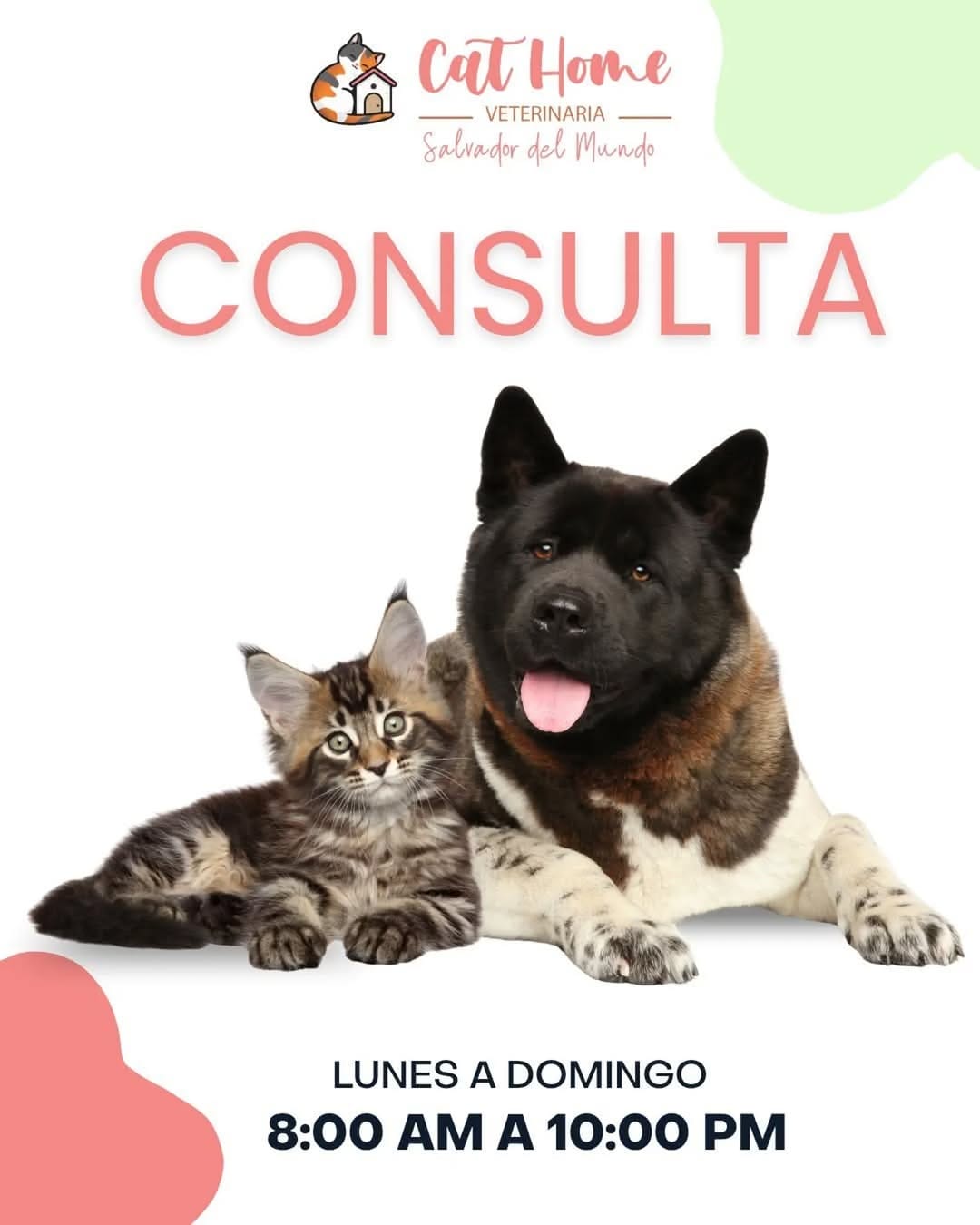 Post 4 by Clinicat Veterinaria CatHome on Instagram (image)