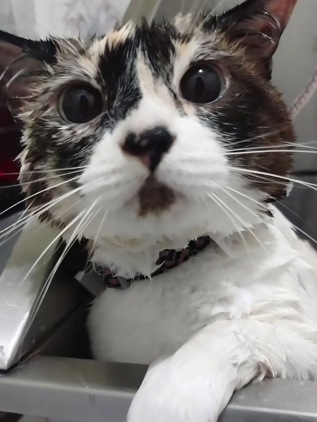 Post 1 by Clinicat Veterinaria CatHome on Instagram (carousel)