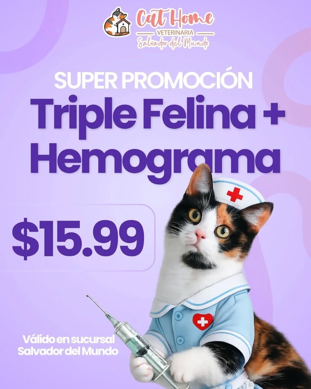 Post 3 by Clinicat Veterinaria CatHome on Instagram (image)