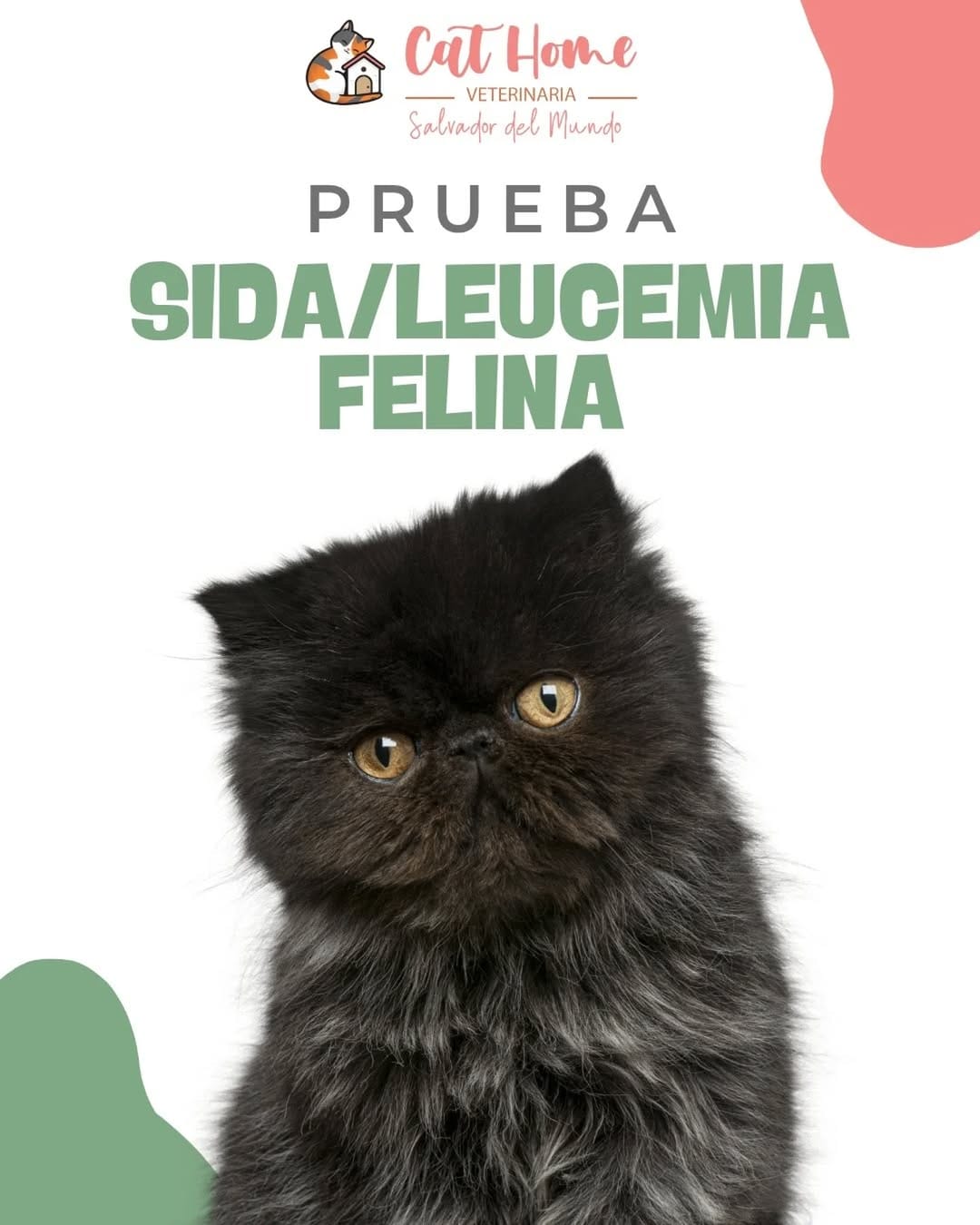 Post 5 by Clinicat Veterinaria CatHome on Instagram (image)
