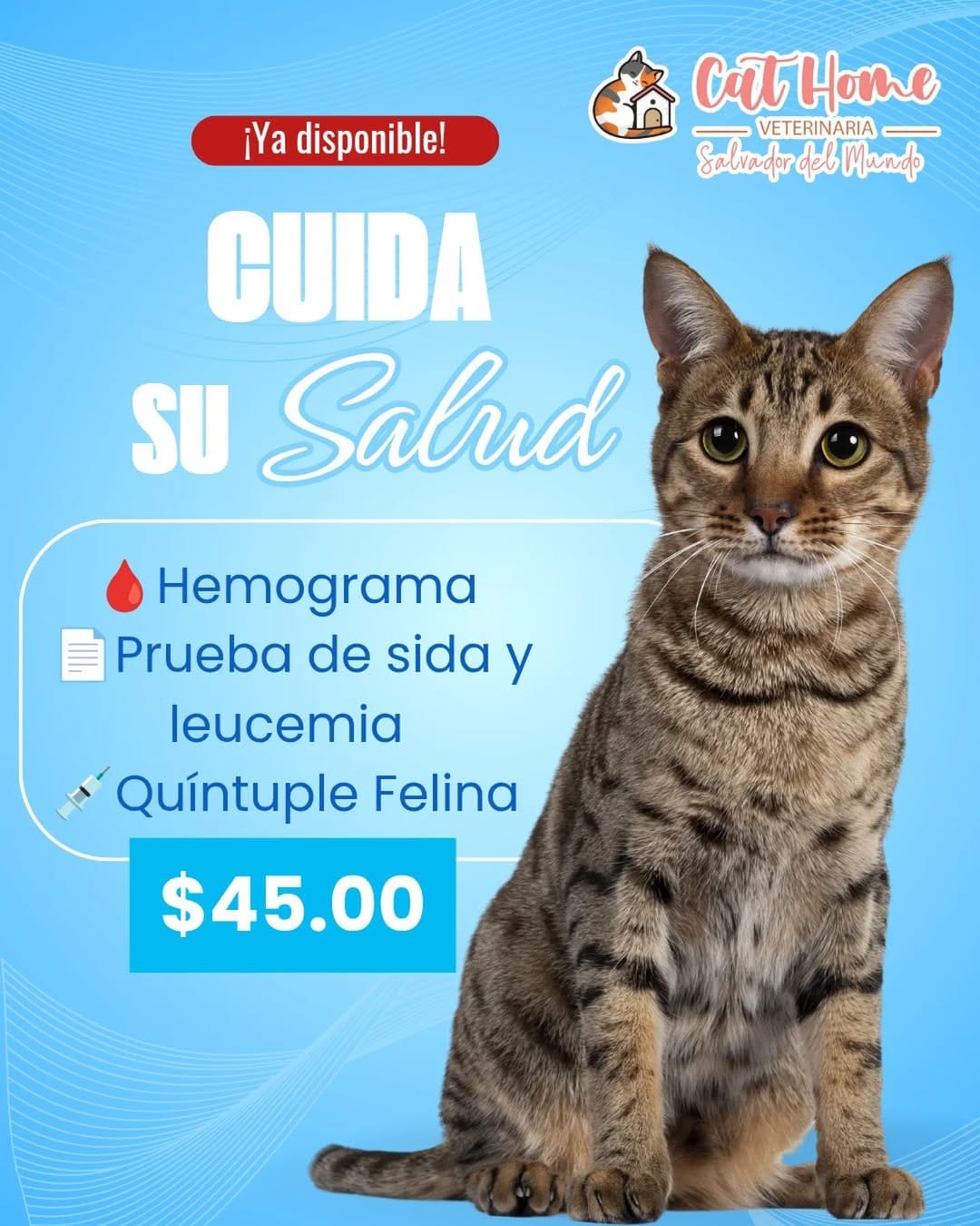 Post 2 by Clinicat Veterinaria CatHome on Instagram (image)