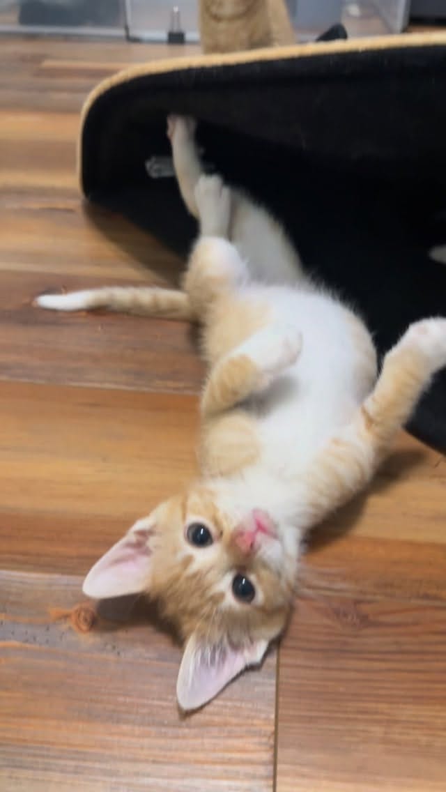 Post 7 by New Kittens on the Block! on Instagram (video)