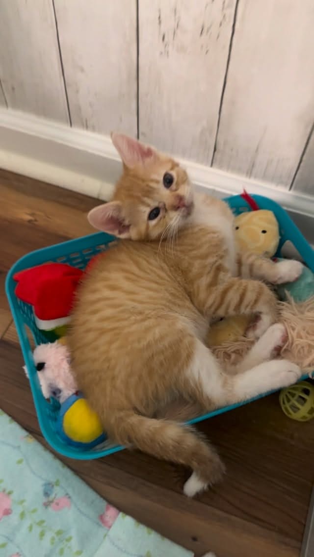 Post 6 by New Kittens on the Block! on Instagram (video)