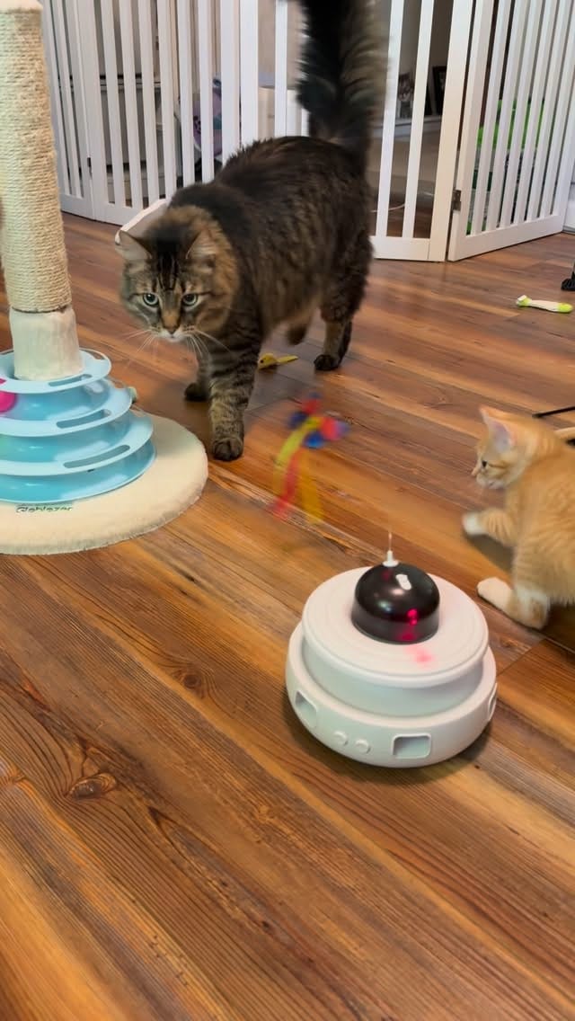 Post 5 by New Kittens on the Block! on Instagram (video)
