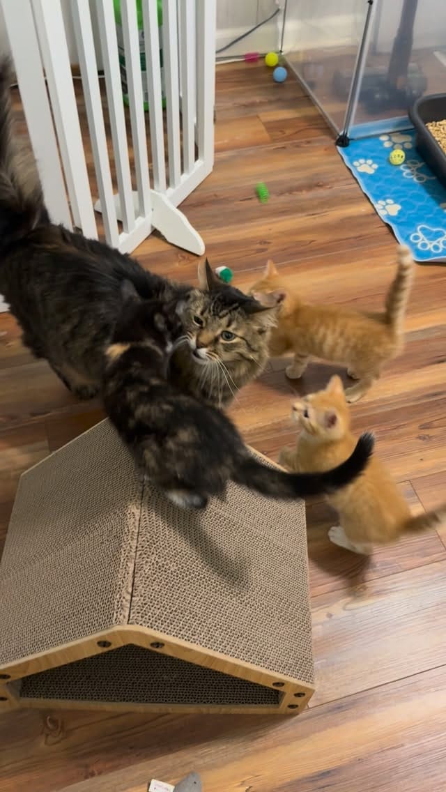 Post 8 by New Kittens on the Block! on Instagram (video)