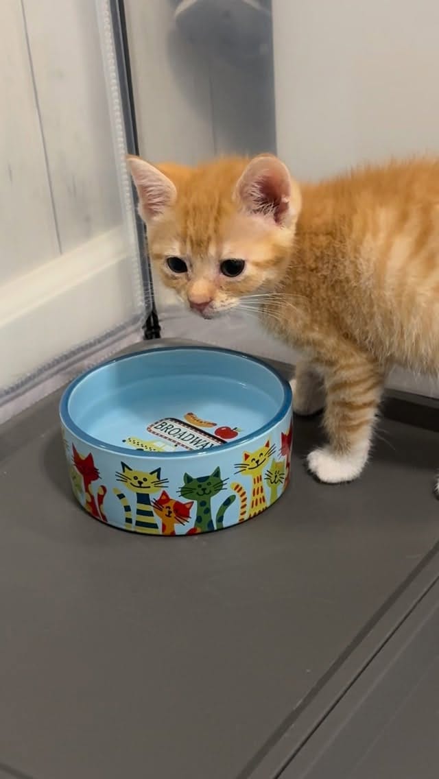 Post 10 by New Kittens on the Block! on Instagram (video)