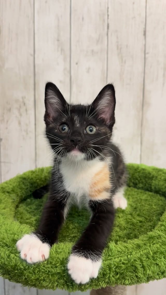 Post 4 by New Kittens on the Block! on Instagram (video)