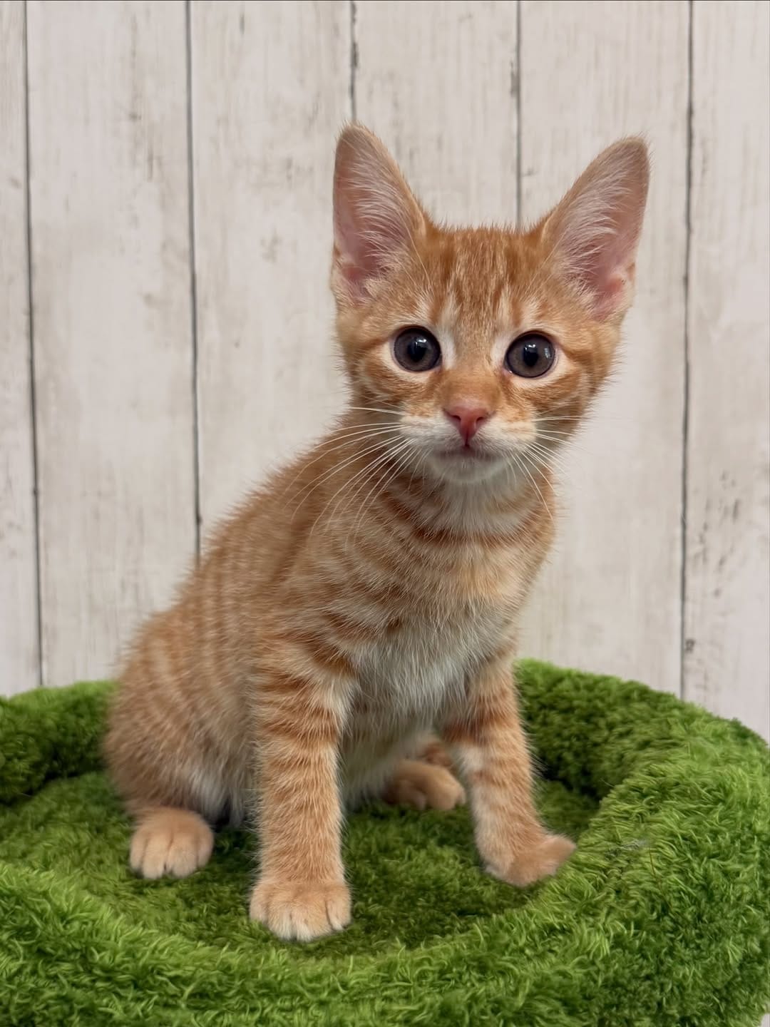 Post 3 by New Kittens on the Block! on Instagram (carousel)