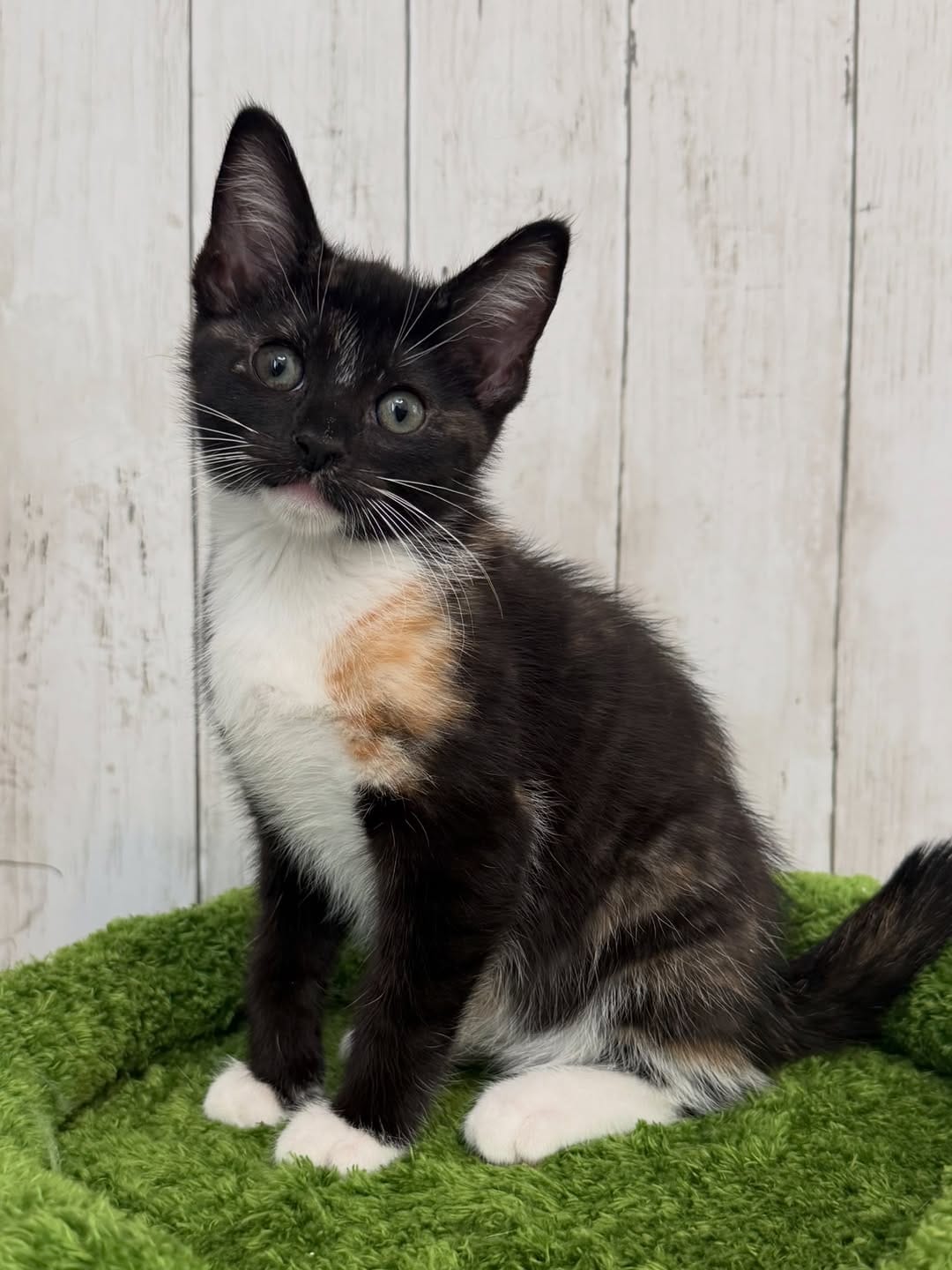 Post 2 by New Kittens on the Block! on Instagram (carousel)