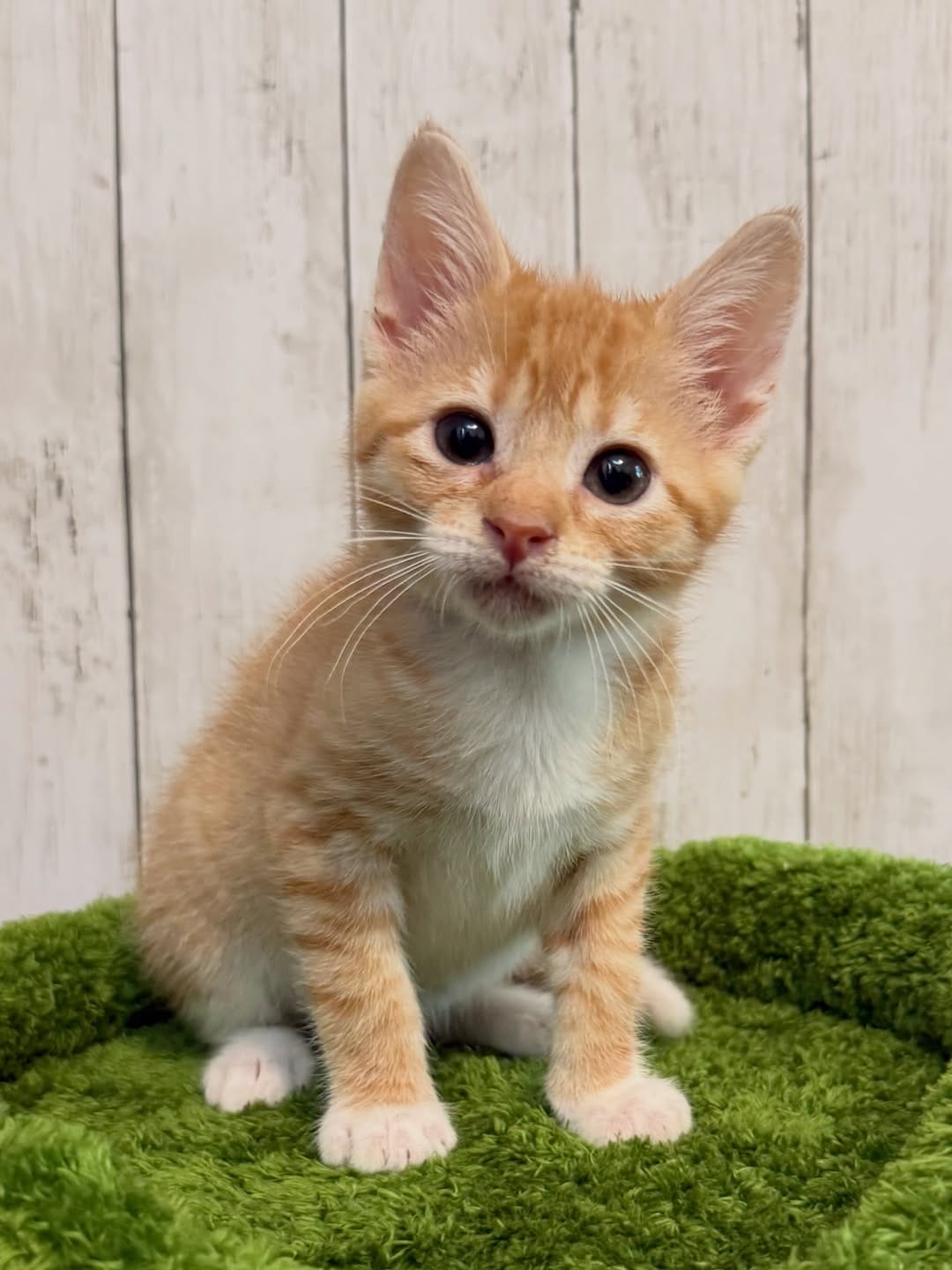 Post 1 by New Kittens on the Block! on Instagram (carousel)
