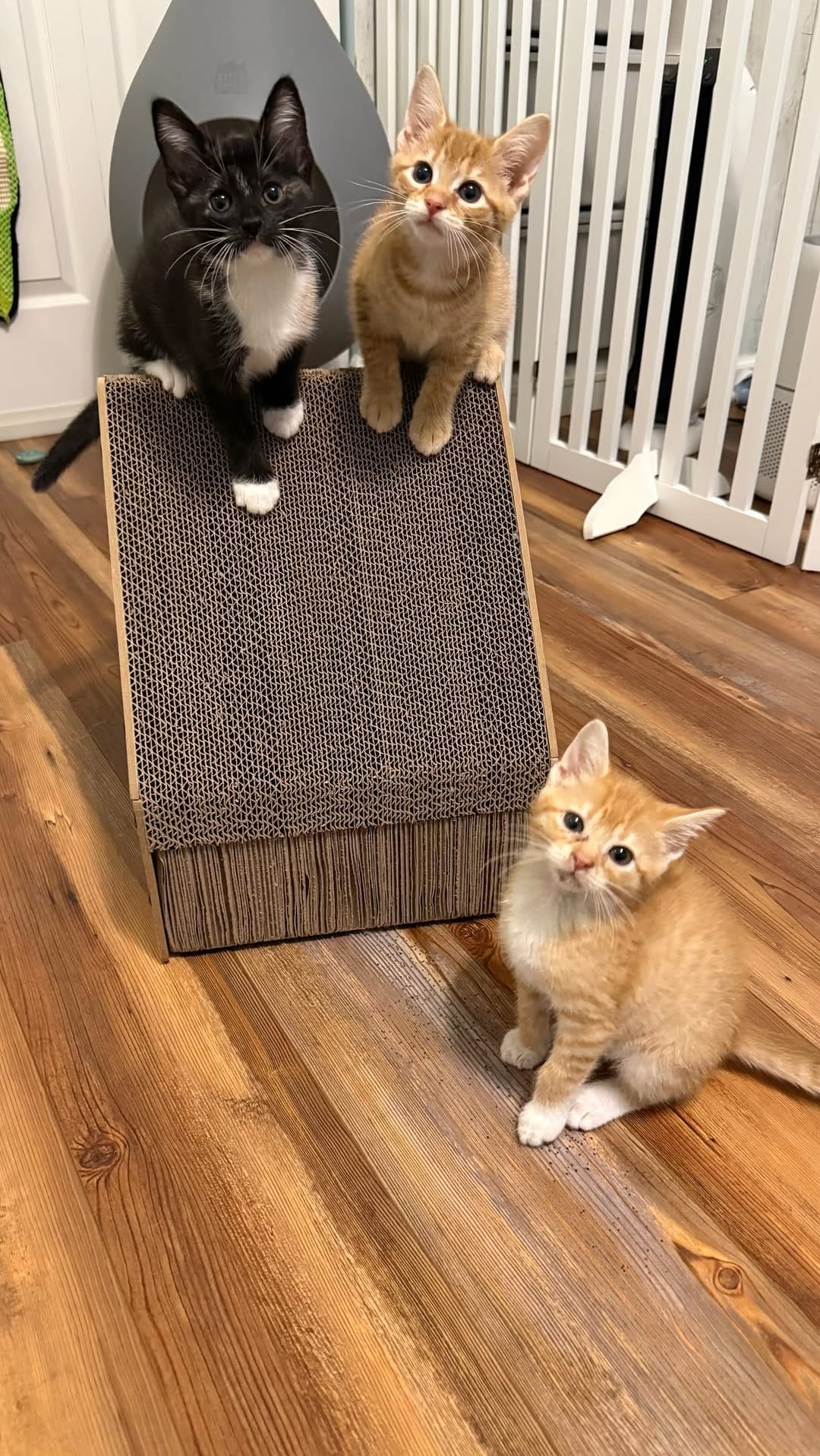 Post 9 by New Kittens on the Block! on Instagram (video)