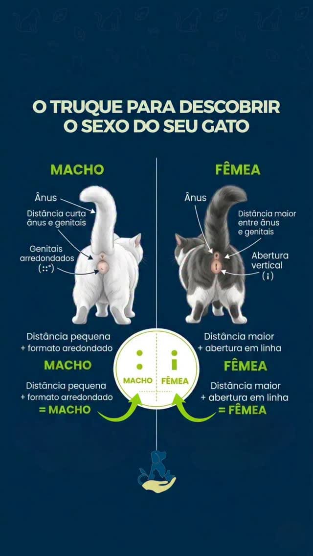 Post 6 by Preserve Veterinária on Instagram (video)