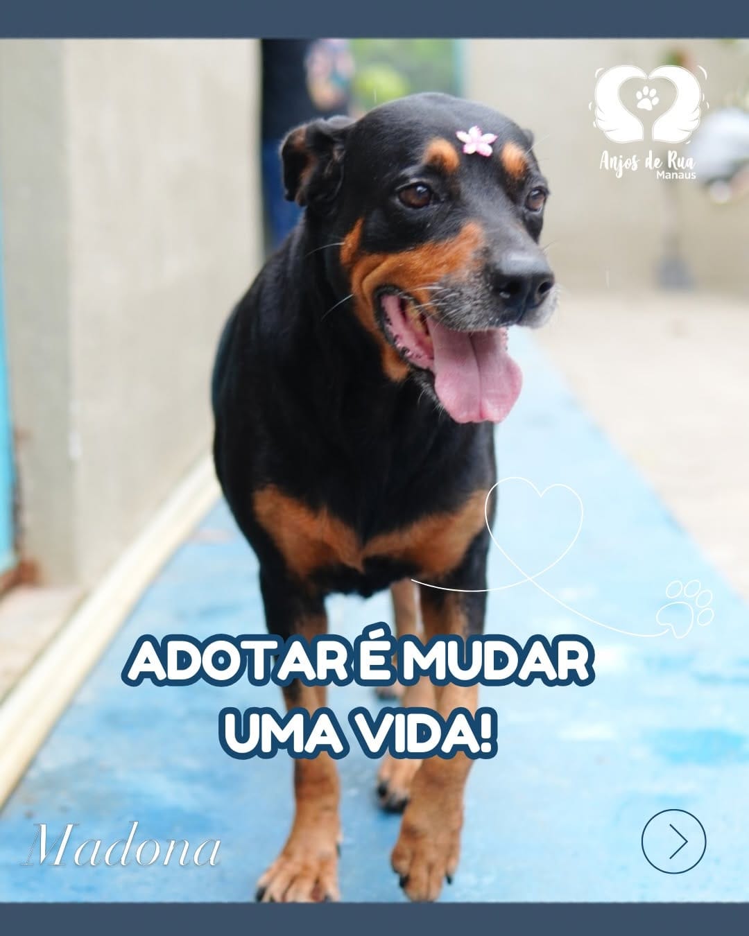 Post 4 by Anjos de Rua Manaus | Castração on Instagram (carousel)