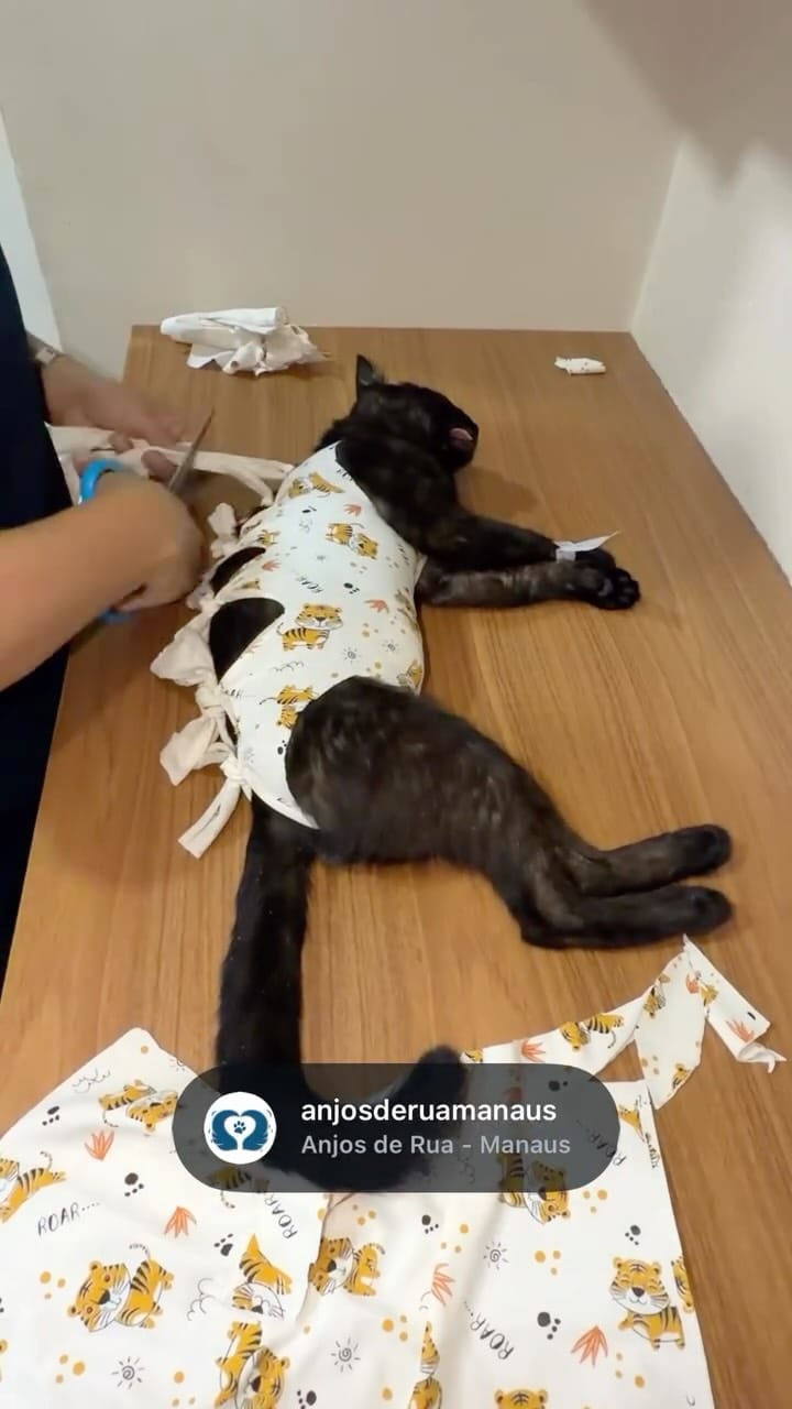 Post 10 by Anjos de Rua Manaus | Castração on Instagram (video)