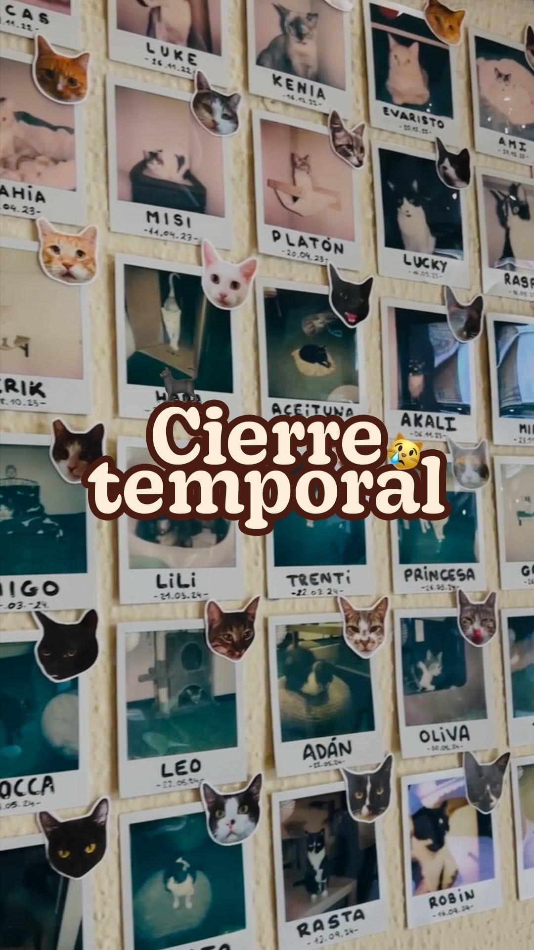 Post 10 by CATFÉ | Coffee & Cats on Instagram (video)