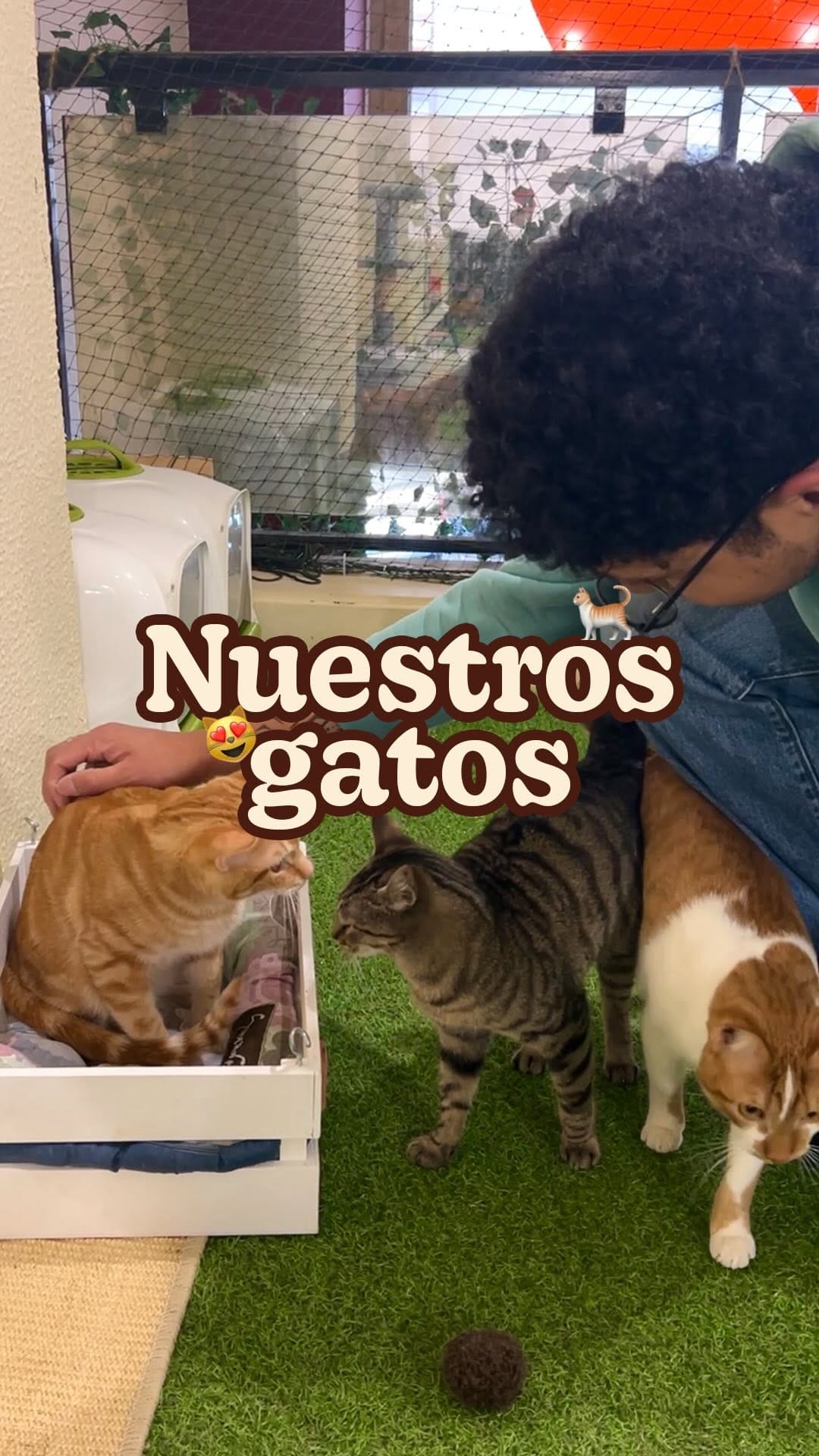 Post 8 by CATFÉ | Coffee & Cats on Instagram (video)