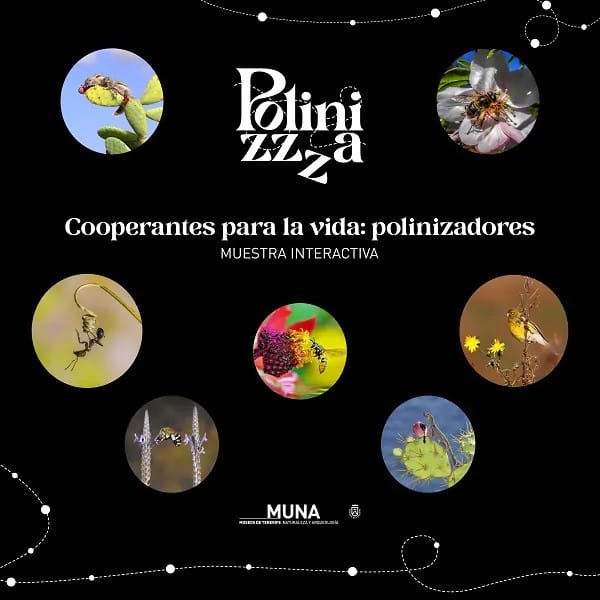 Post 7 by Museos de Tenerife on Instagram (image)