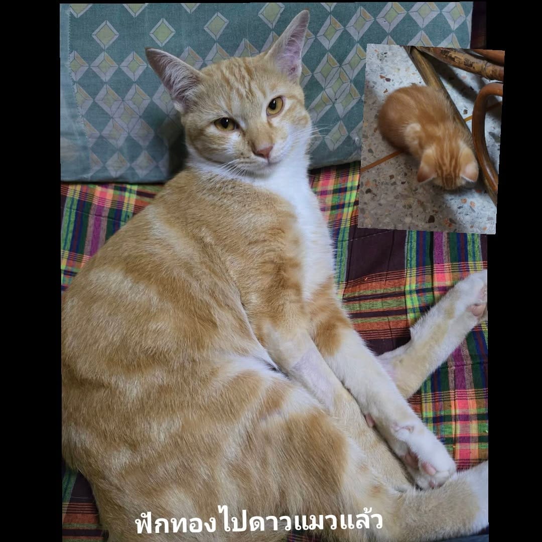 Post 8 by Duangpanicha Sukpattananikul on Instagram (image)