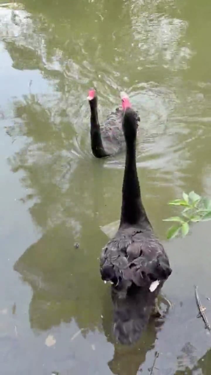 Post 2 by Parque del Retiro on Instagram (video)
